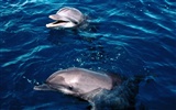 Marine Life Wallpaper Selection (2) #25