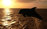 Marine Life Wallpaper-Auswahl (2) #28