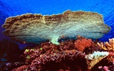 Marine Life Wallpaper-Auswahl (2) #29