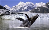 Marine Life Wallpaper Selection (2) #32