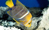 Marine Life Wallpaper Selection (2) #38