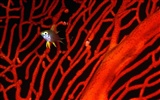 Marine Life Wallpaper Selection (2) #39