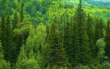シベリアの美しい自然の風景 #15