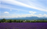 夏日北海道郊外风景3