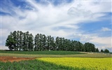 Hokkaido countryside scenery #18