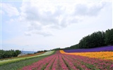 paysage de campagne Hokkaido #19