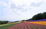 Hokkaido countryside scenery #19