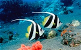 Marine Life Wallpaper Selection (3)