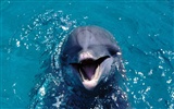 Marine Life Wallpaper-Auswahl (3) #2