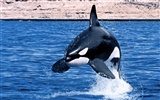 Marine Life Wallpaper-Auswahl (3) #4