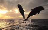 Marine Life Wallpaper Selection (3) #9