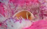 Marine Life Wallpaper-Auswahl (3) #10