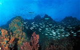 Marine Life Wallpaper-Auswahl (3) #12