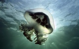 Marine Life Wallpaper-Auswahl (3) #13