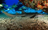 Marine Life Wallpaper Selection (3) #14