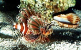 Marine Life Wallpaper-Auswahl (3) #15