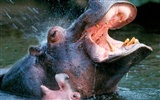 Hippo Foto Wallpaper #1