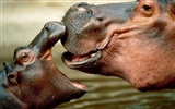 Hippo Photo Wallpaper #2