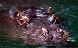 Hippo Photo Wallpaper #3