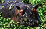 Hippo Photo Wallpaper #4