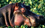 Hippo Photo Wallpaper #5