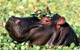 Hippo Фото обои #6