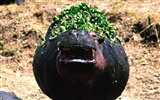 Hippo Foto Wallpaper #9