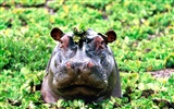 Hippo Фото обои