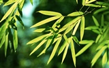 Fond d'écran de bambou vert