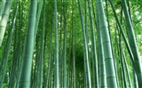 Green bamboo wallpaper #3