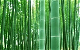 Green bamboo wallpaper #4