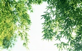 綠色竹情壁紙專輯 #5
