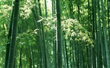 Green bamboo wallpaper #6