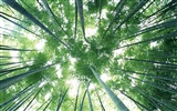 Green bamboo wallpaper #8