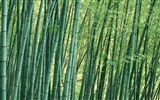 Green bamboo wallpaper #11