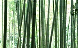 Green bamboo wallpaper #12