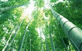 Green bamboo wallpaper #14