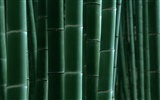 Green bamboo wallpaper #16