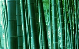 Green bamboo wallpaper #17