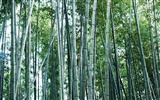 Green bamboo wallpaper #18