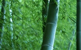 Green bamboo wallpaper #19