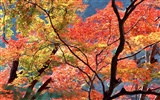 紅葉高清壁紙專輯 #1