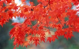 Leaves HD Wallpapers Album