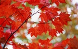 Leaves HD Wallpapers Album #8