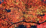 Leaves HD Wallpapers Album #9