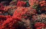 紅葉高清壁紙專輯 #12