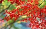 紅葉高清壁紙專輯 #17