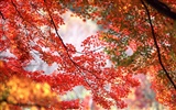 Leaves HD Wallpapers Album #21