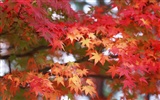 Leaves HD Wallpapers Album #22