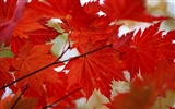 Leaves HD Wallpapers Album #28